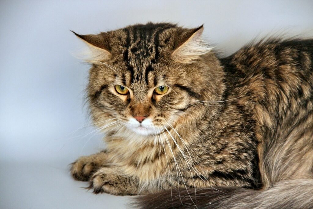 The Evolution of Cat Breeds