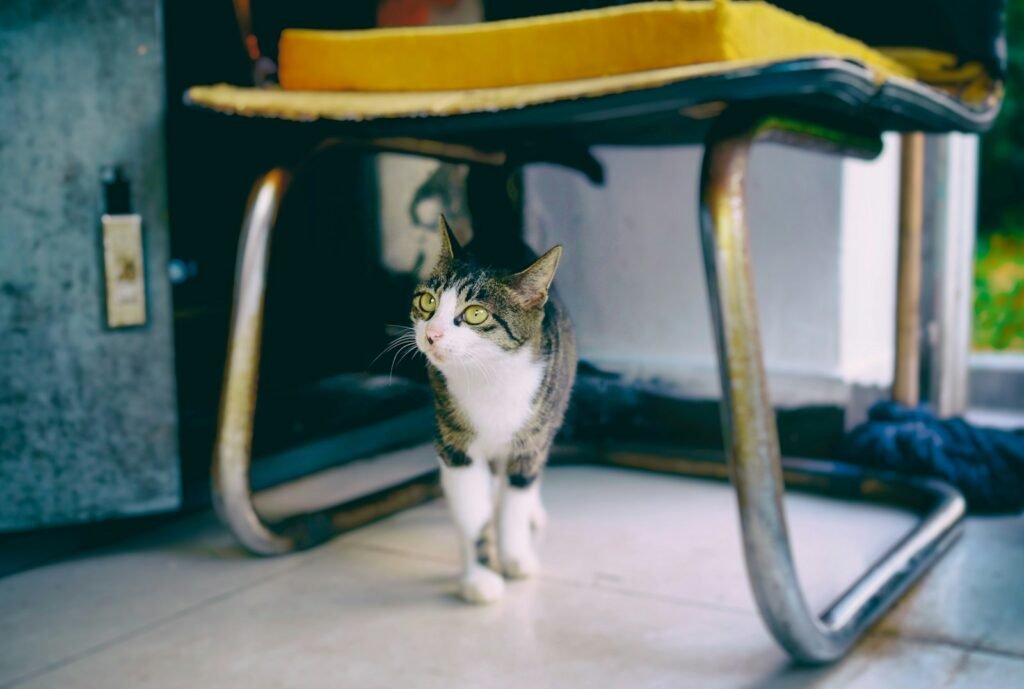 cat similarity: brown and white cat under armless chair