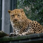 A large leopard sitting on top of a wooden fence