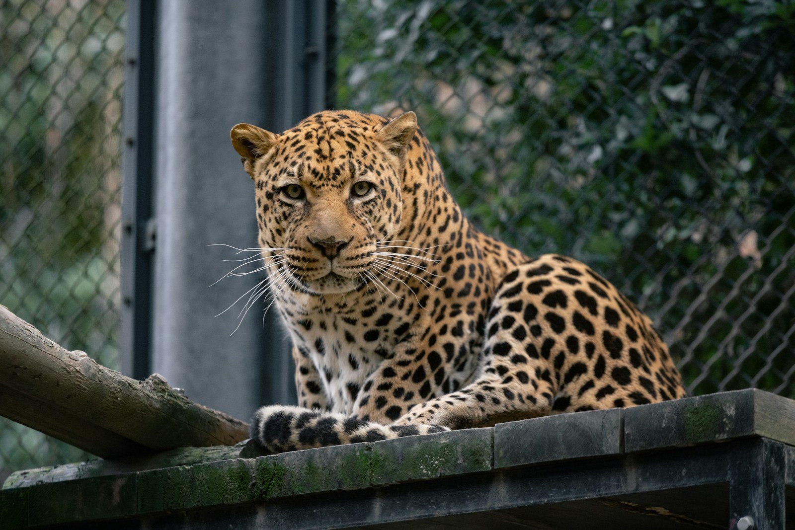 A large leopard sitting on top of a wooden fence