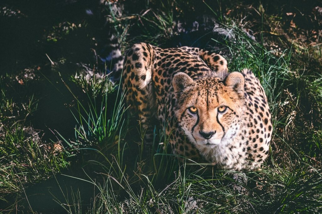 Big Cat a cheetah laying in the grass looking at the camera