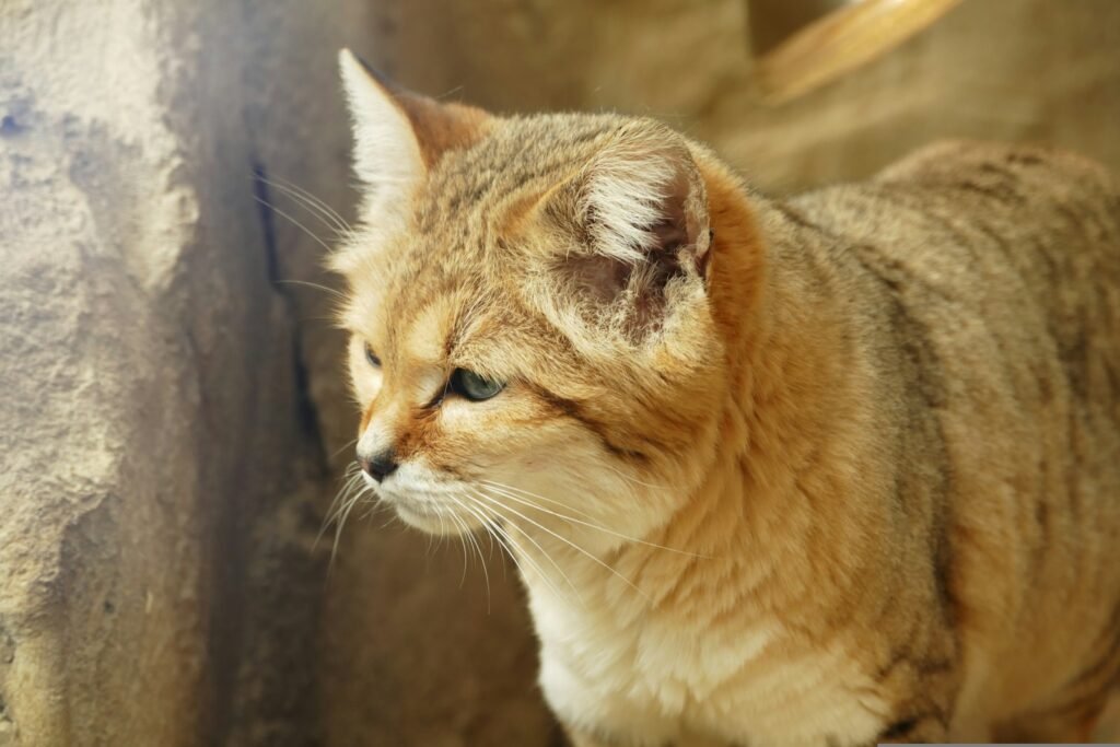 a close up of a cat near a wall