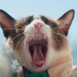 white and brown cat with green scarf
