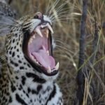 cheetah opening his mouth