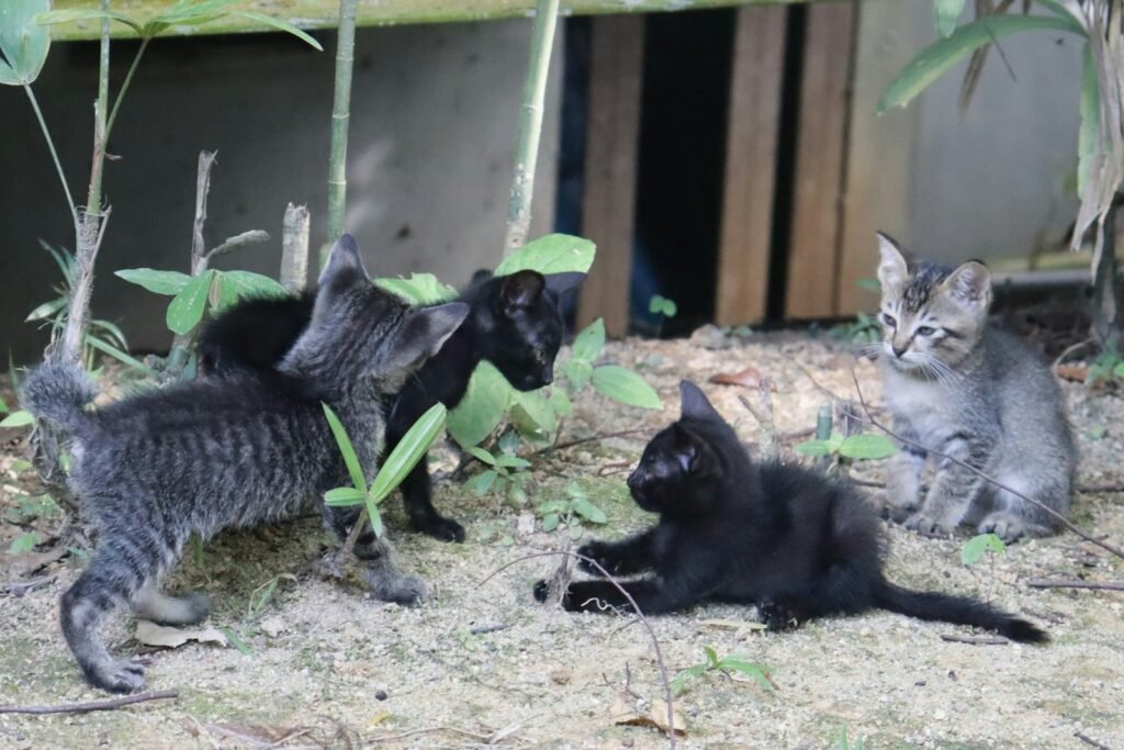 a group of kittens playing in the dirt