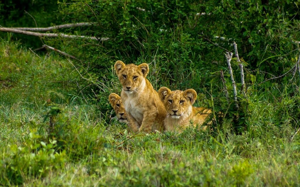 lion's pride: brown lioness on green grass field during daytime