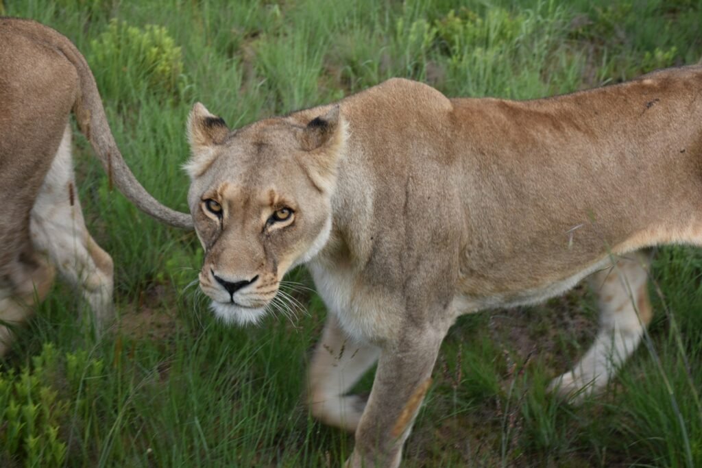 lion's pride: brown lion walking on green grass