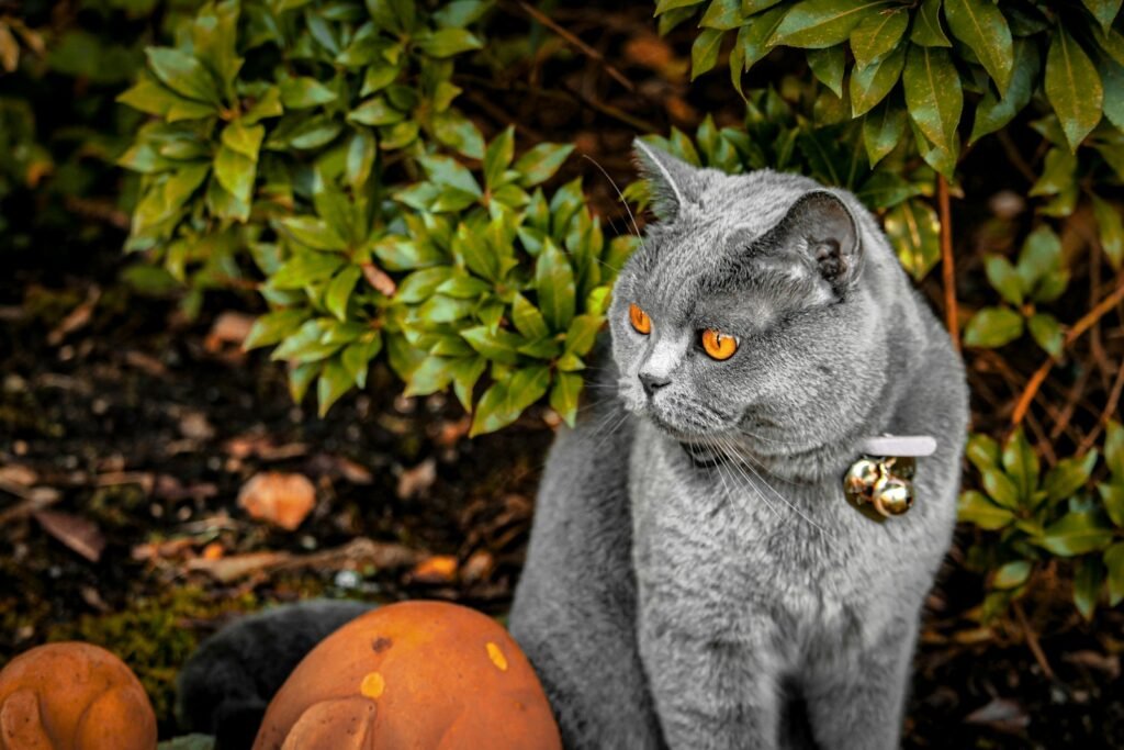Link Between a Cat’s Fur Color and Their Personality Traits