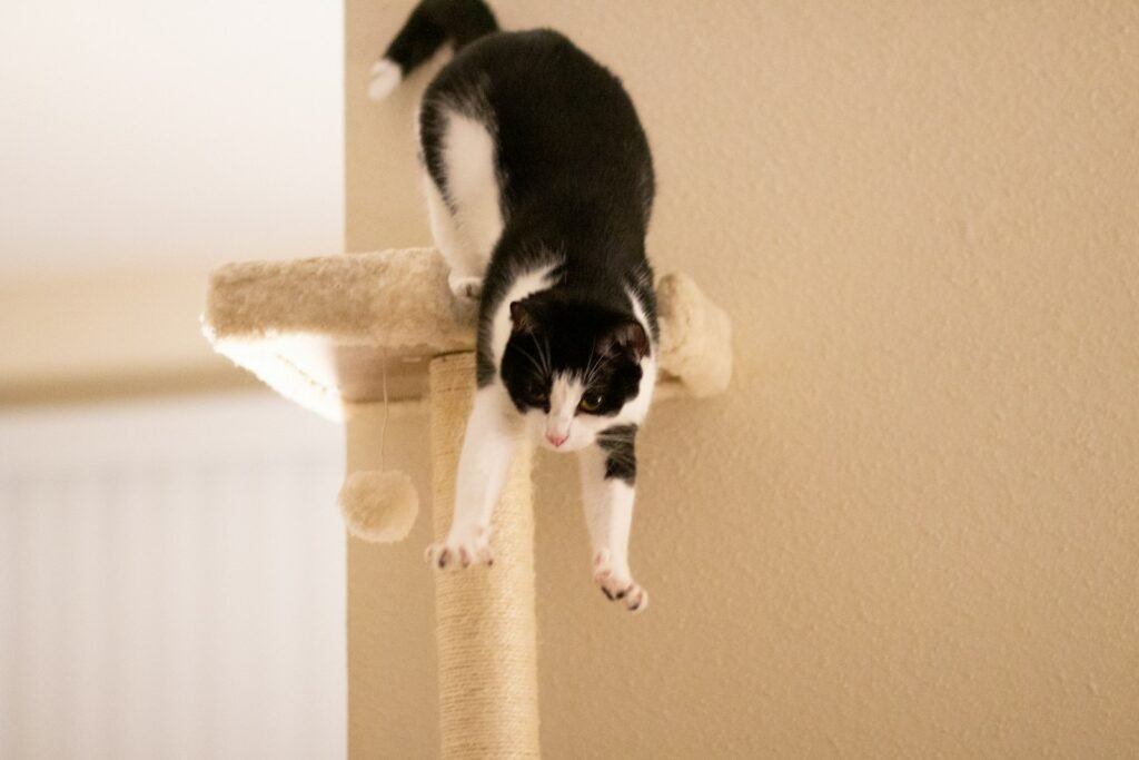 Cat Comfort a black and white cat standing on top of a scratching post