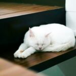 white cat