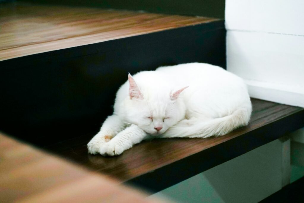 white cat