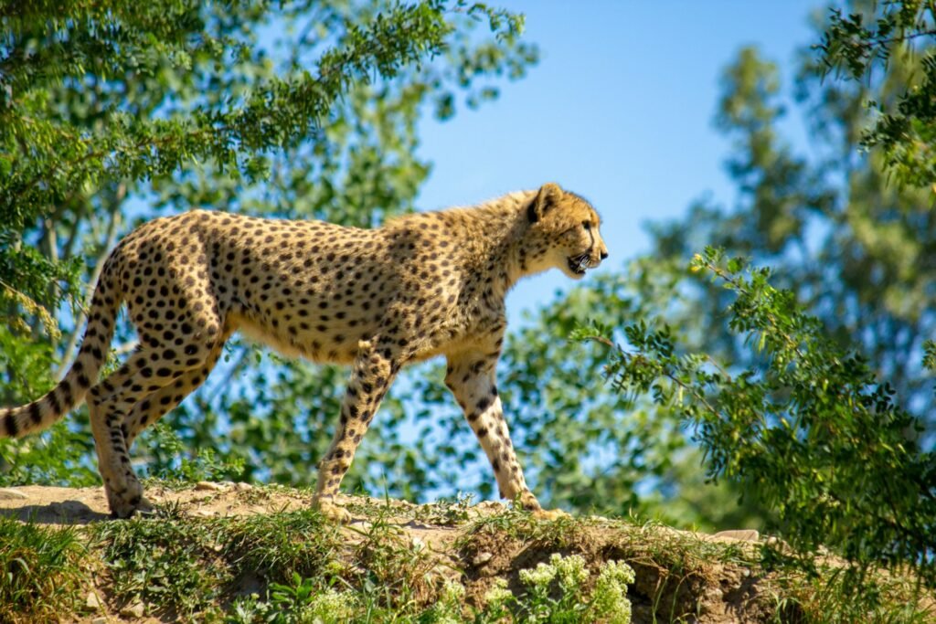 Conservationists