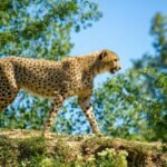 Big Cats cheetah walking on large rock