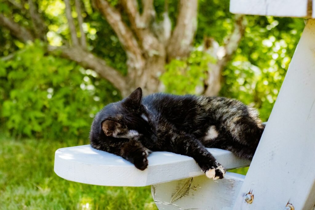 The Hidden World of Feral Cats in Urban Areas