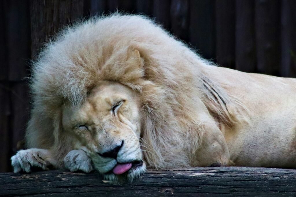 Social Cat sleeping lion on black wooden log