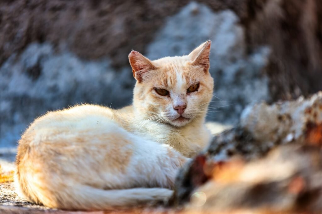 urban cats: cute cat