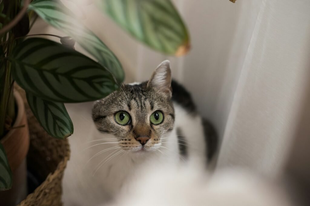 cat independence: a cat sitting next to a potted plant
