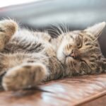 brown tabby cat lying on brown wooden floor