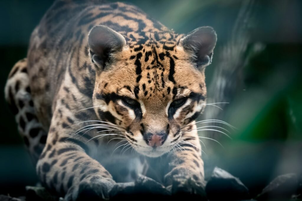 brown and black tiger in close up photography