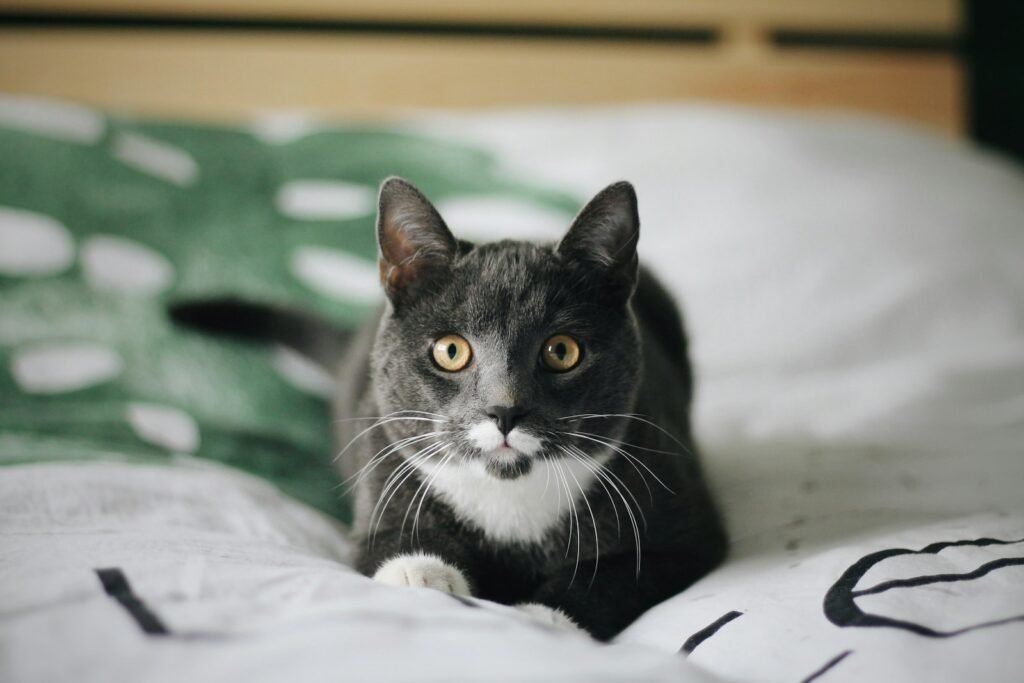 Benefits of Owning a Cat