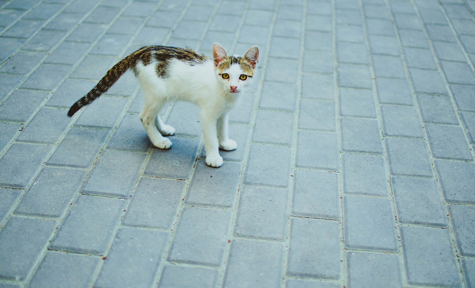 Photo by Natasha Polyakova Independence: white and brown cat on gray concrete floor