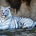 adult white tiger