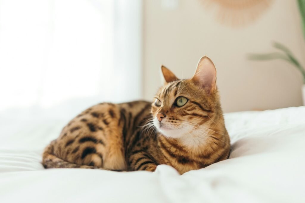 cat tricks: brown tabby cat lying on cushion