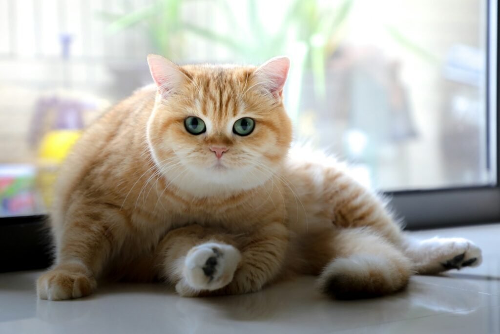 Cats’ Unique Purring Mechanism