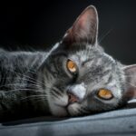 brown tabby cat laying on grey surface