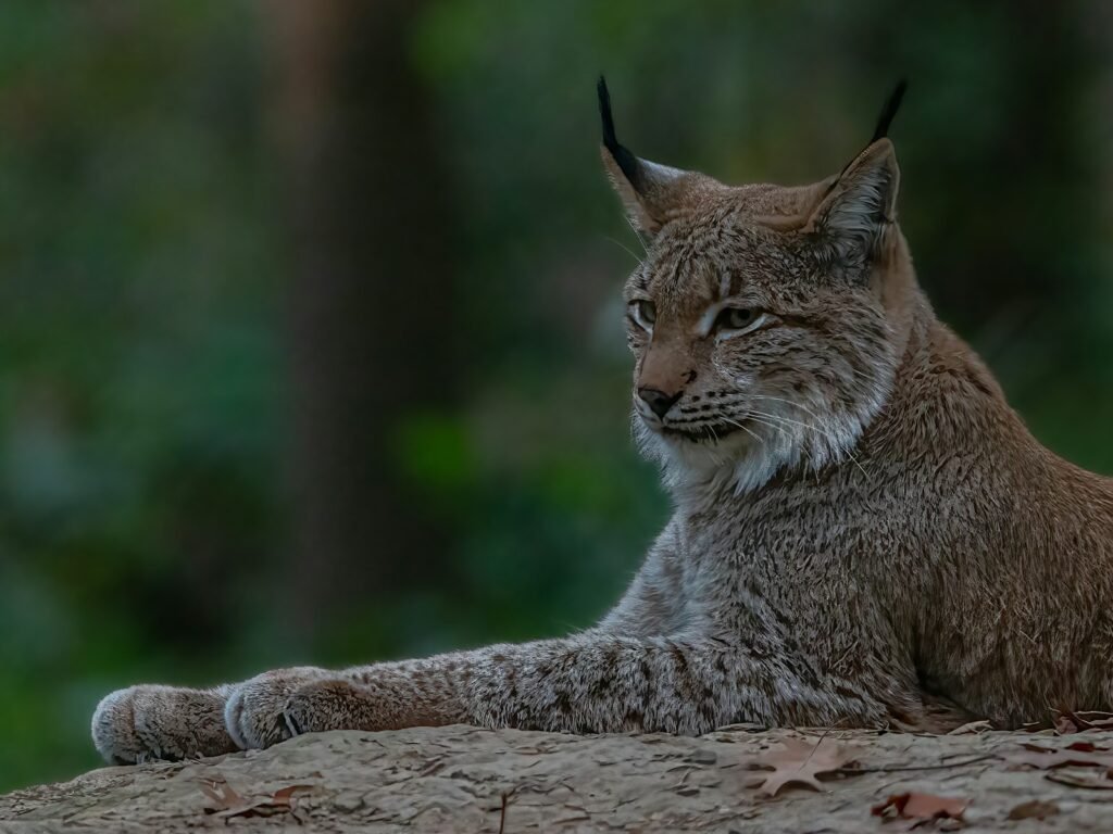 cat extinction: a wild cat lying on a log