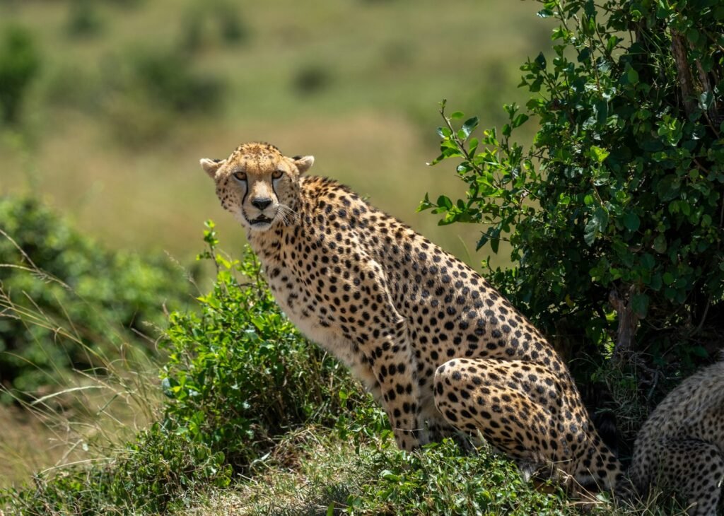 a cheetah sitting in the shade of a tree