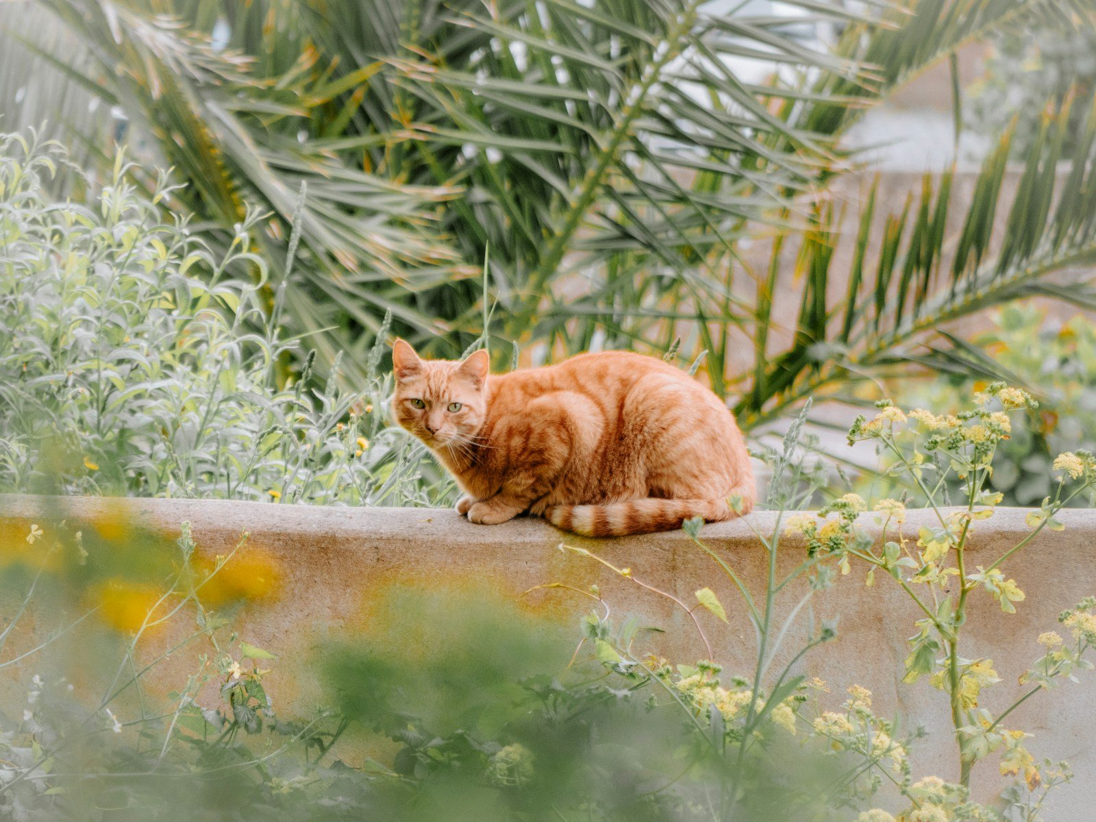 Photo by Ben Grayland Independence: an orange cat sitting on top of a cement wall
