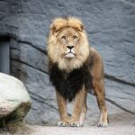 How Big Cats Use Stealth to Become Apex Predators
