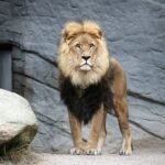 big cat bite power: brown lion