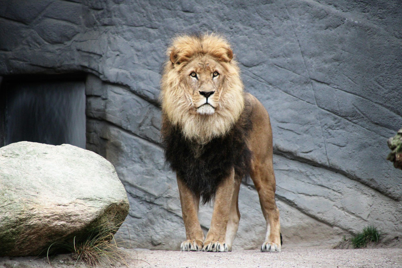 big cat bite power: brown lion