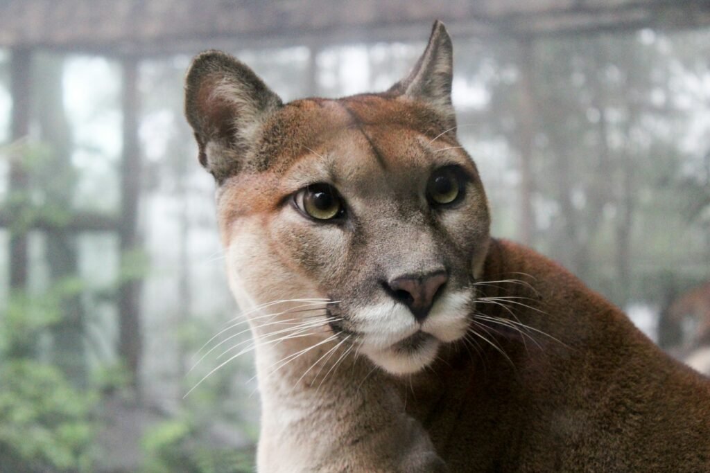 climate change: selective focus photo of adult big cat family