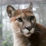 selective focus photo of adult big cat family