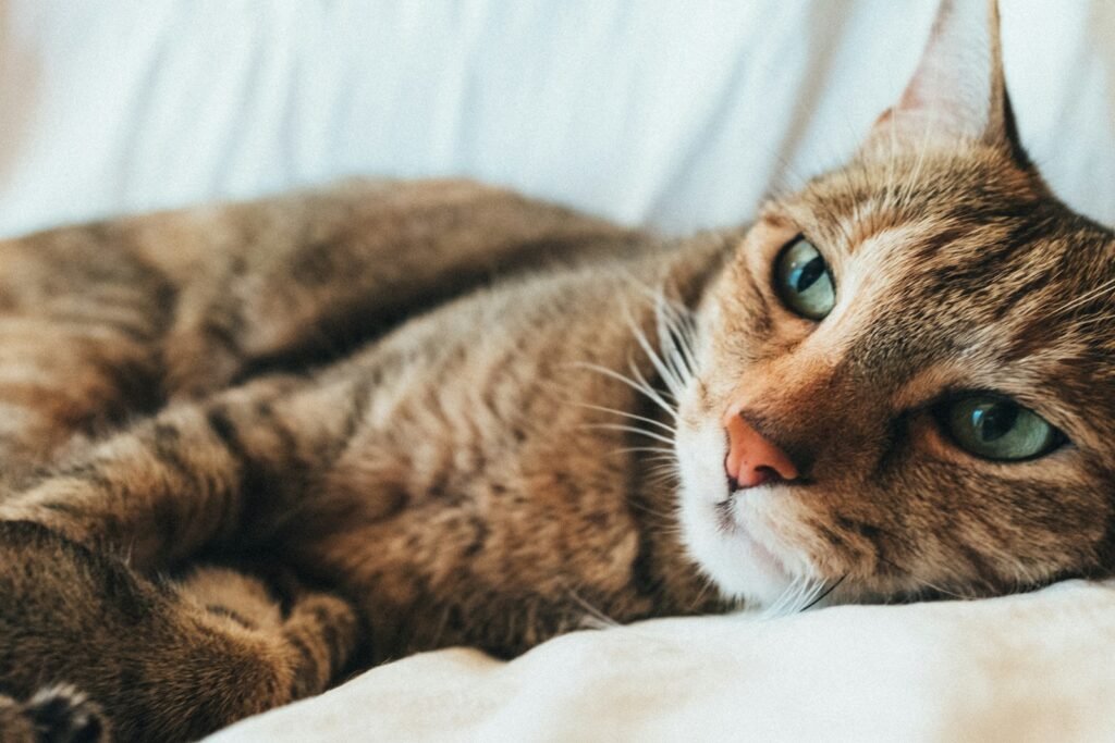 Cat Transition grey tabby cat lying on white textile
