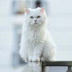 white cat on black wooden table