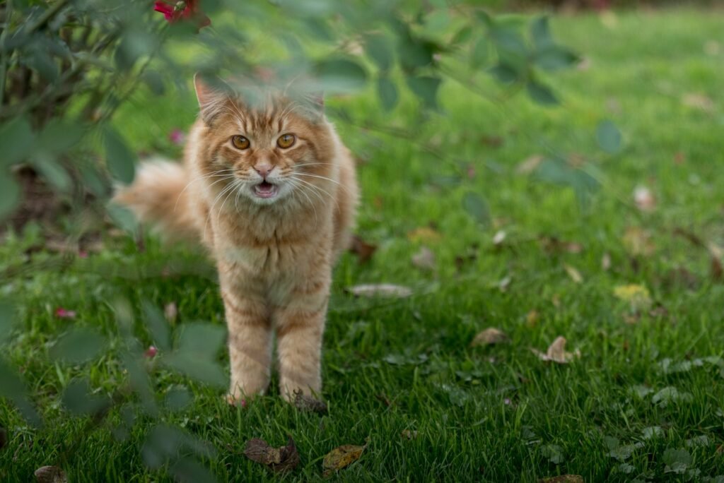 a cat standing in the grass looking at the camera