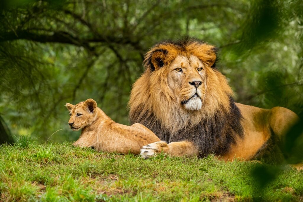 Big Cat Species Establish Their Territories