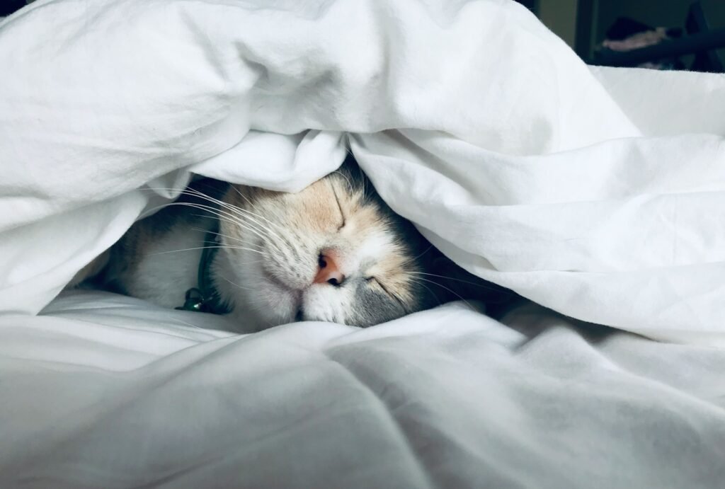 Cat under sheet