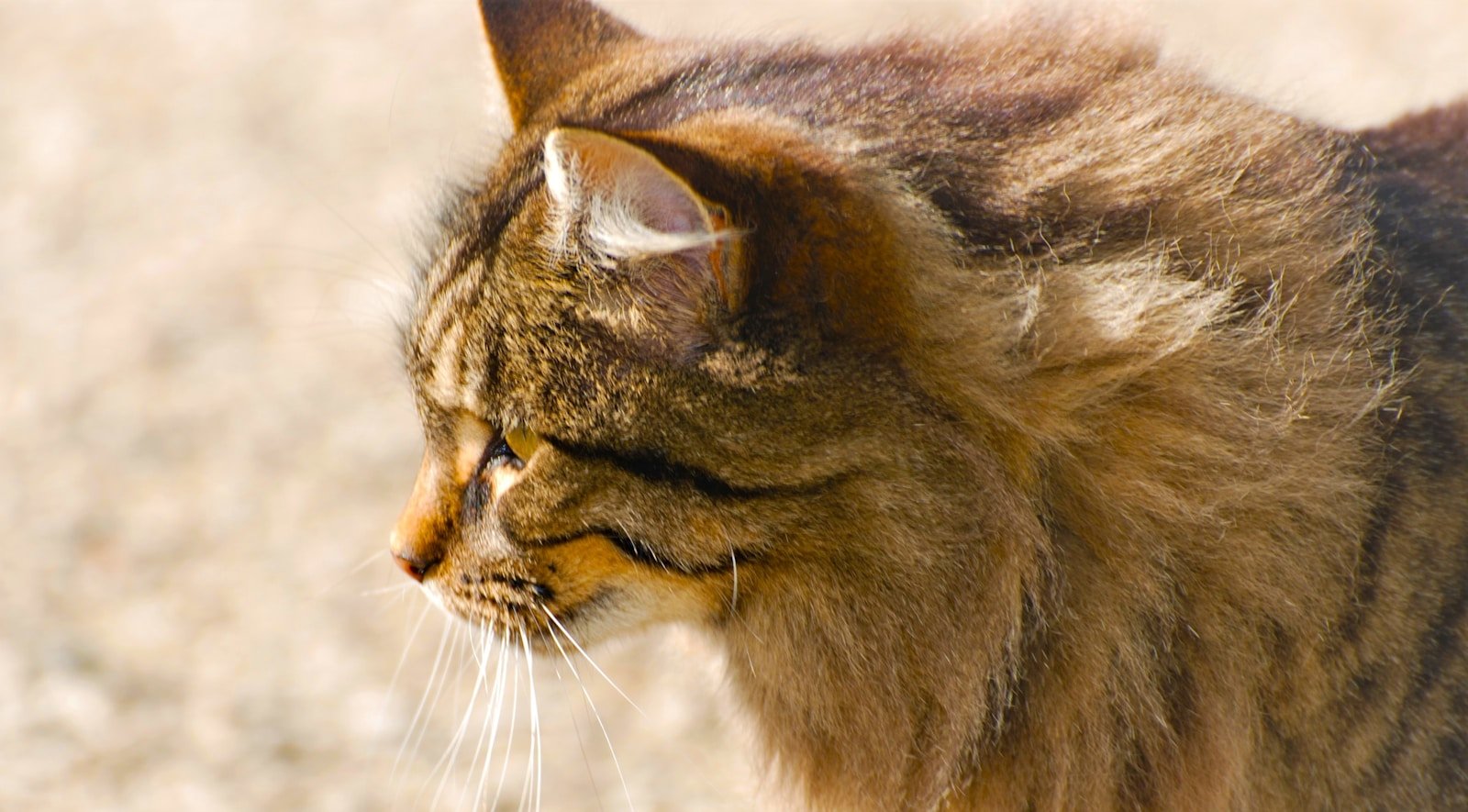 Photo by Kerin Gedge Cat feel: a close up of a cat on a dirt ground