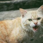 orange cat in closeup photography