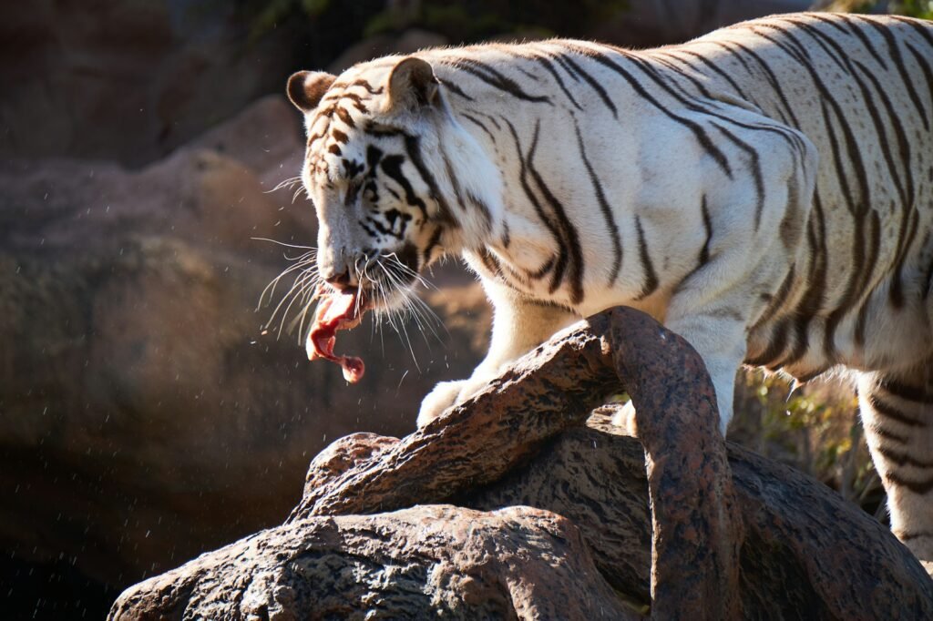 big cat bite power: white tiger eating raw meat on rock