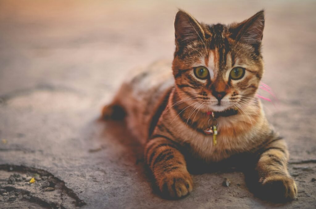 cat owners mistake: silver tabby cat