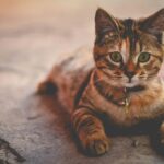 cat owners mistake: silver tabby cat