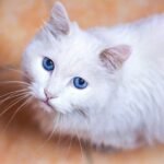 closeup photo of white cat on floor