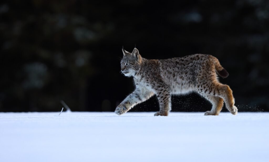harsh environment: brown and black cat on snow covered ground