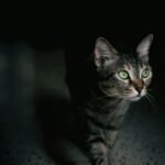 silver tabby cat